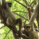 Illustration for article titled All The Cool Monkey Moms Help Their Sons Get Laid